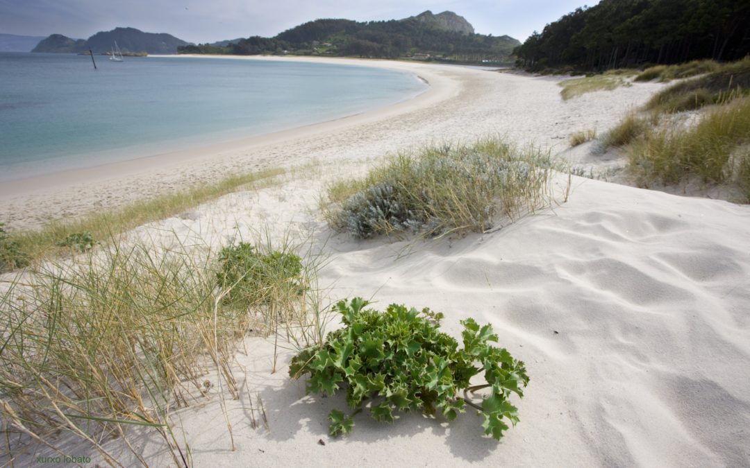 Playa de Rodas (Islas Cíes)